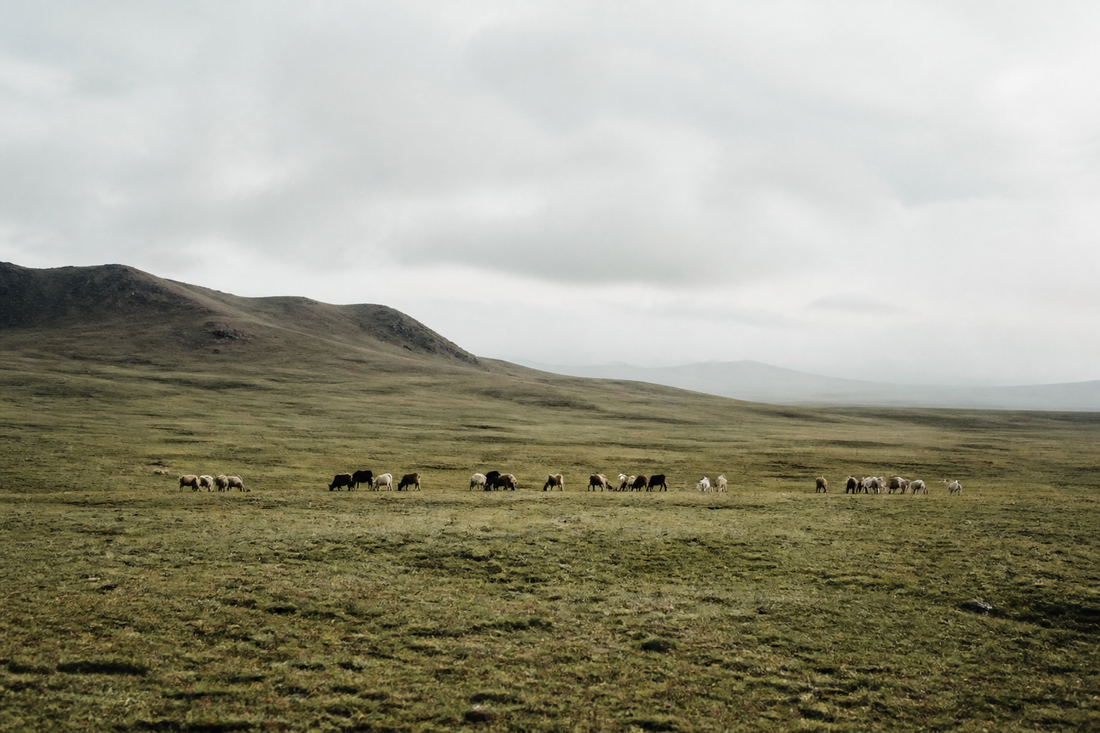 Open Mongolian steppe grassland under overcast sky, a distant herd grazing