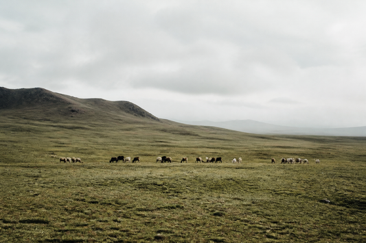 Open Mongolian steppe grassland under overcast sky, a distant herd grazing
